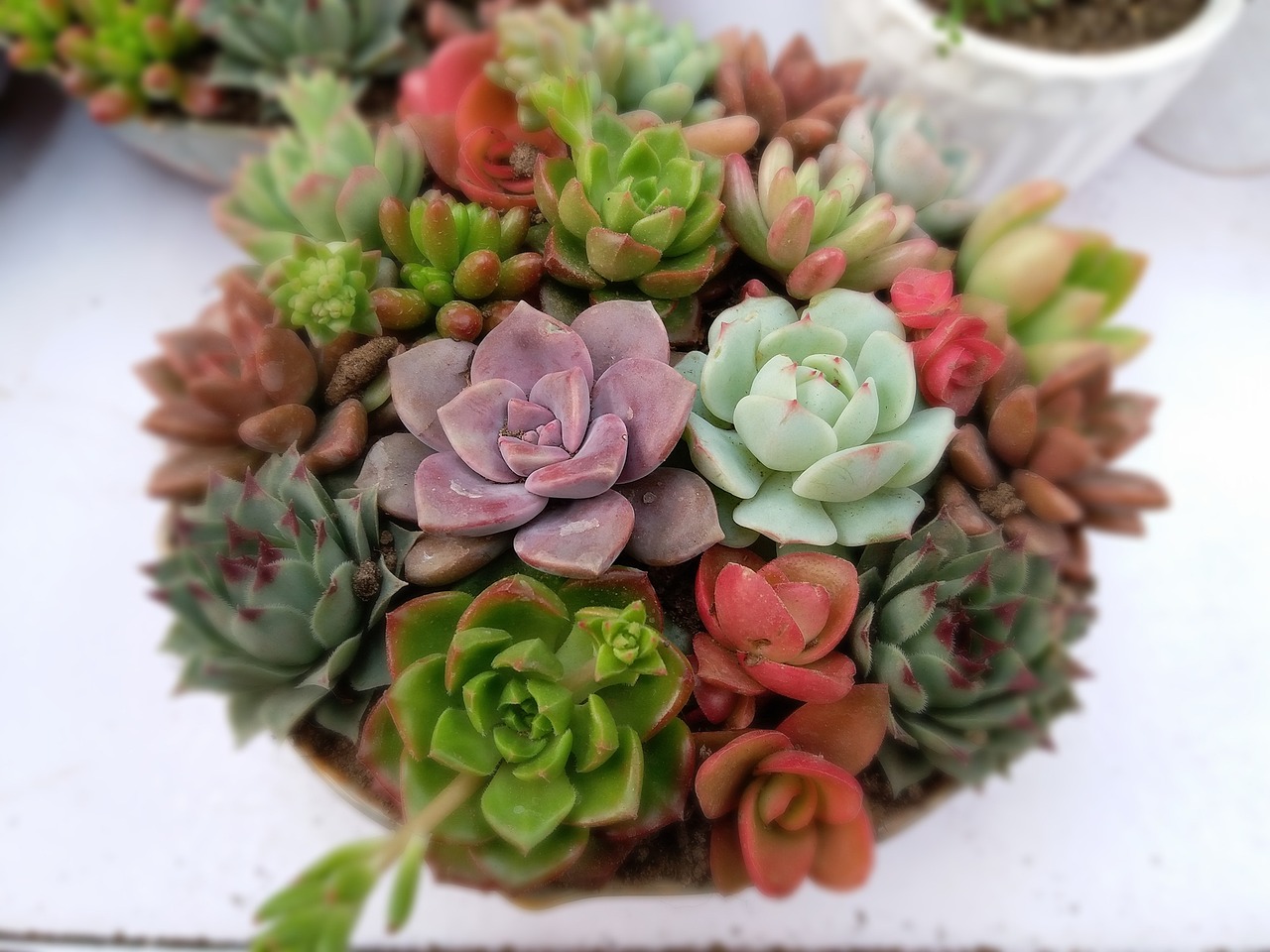 Growing Succulents in Pots: Easy Step by Step Guide